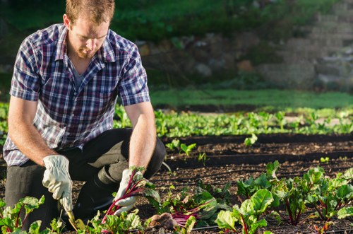 A gardener kneeling in a vegetable garden in Bounds Green, London, with rows of green leafy vegetables such as chard and other greens growing in the background. The gardener is wearing a checked shirt and white gloves, actively tending to the plants with his hands, possibly harvesting or inspecting. The garden layout includes neatly organized planting beds separated by soil pathways, with healthy, vibrant plants and a natural outdoor setting illuminated by daylight, suggesting a clear, sunny day. The scene reflects a well-maintained outdoor space suitable for professional gardening and lawn care services provided by Hedge Trimming Bounds Green, highlighting a focus on sustainable, organic vegetable cultivation in a suburban garden environment close to the Bounds Green area.