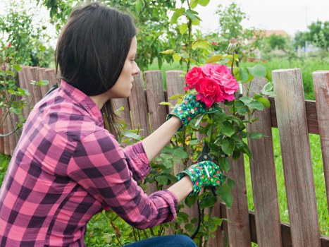 Operative carefully trimming a formal hedge with hand tools