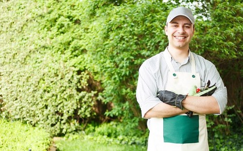 A gardening professional standing in a lush backyard garden, featuring a neatly trimmed hedge along the left side, with dense green foliage and a variety of shrubs in the background. The foreground displays a well-maintained lawn with vibrant, evenly cut grass, bordered by a paved pathway or patio area. The garden environment appears bright and well-lit, indicating a clear day with natural sunlight. The individual is dressed in a grey cap, grey apron, and gloves, holding garden shears, suggesting ongoing hedge trimming or garden maintenance work, consistent with services offered by Hedge Trimming Bounds Green in the Bounds Green area and nearby N22 postcode, contributing to a tidy, landscaped outdoor space.