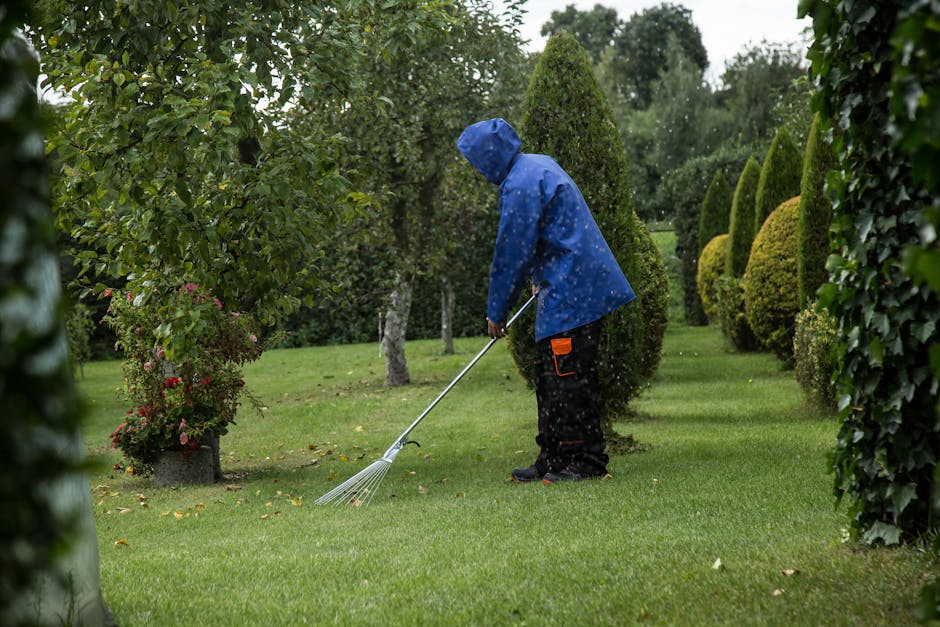 A person wearing a blue raincoat and black trousers is engaged in garden maintenance on a well-manicured lawn, using a rake to gather fallen leaves. The individual is standing amidst neatly trimmed sh